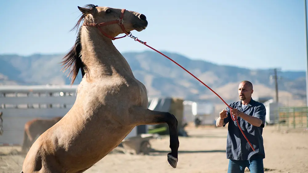 The Mustang Film Review