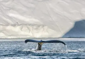 Netflix documentary Breaking Boundaries: The Science of Our Planet