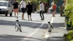 Netflix docuseries Penguin Town