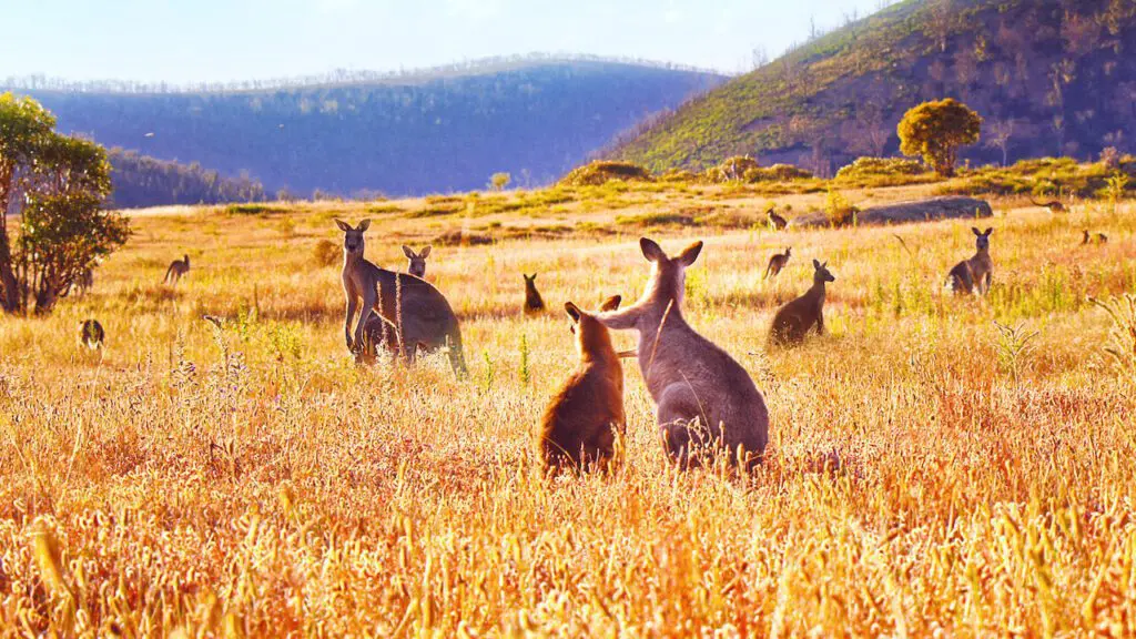 Kangaroo Valley from Netflix - Review