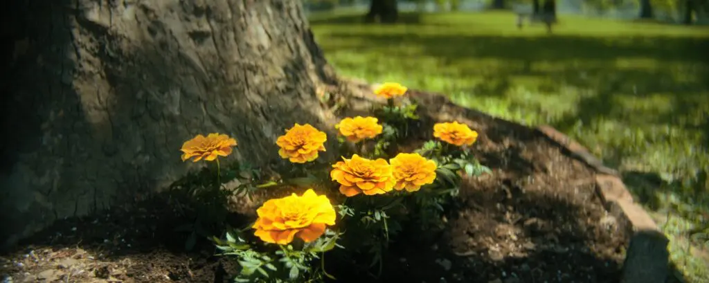 eight marigold flowers in 'The Umbrella Academy' Season 4, Episode 6 - post-credits scene