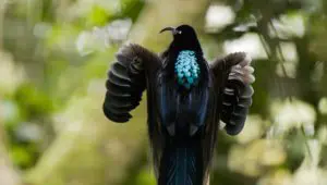 Netflix documentary Dancing with the Birds