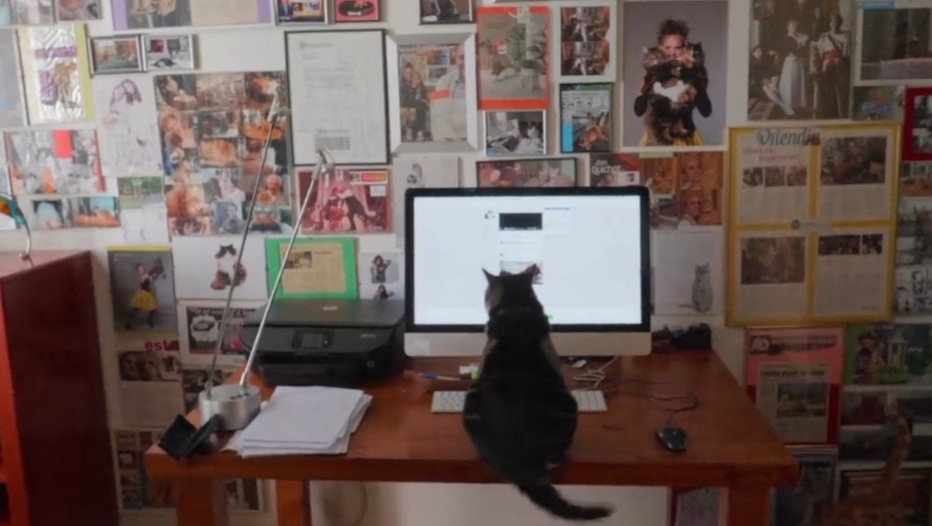 Netflix documentary Kitty Love: An Homage to Cats