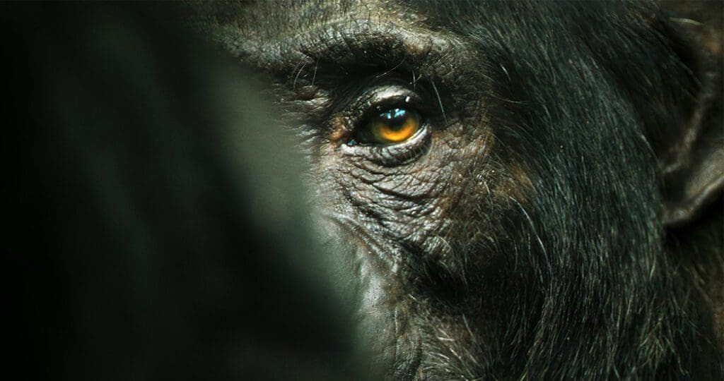 Chimp Empire Season 1 Review - Real or CGI