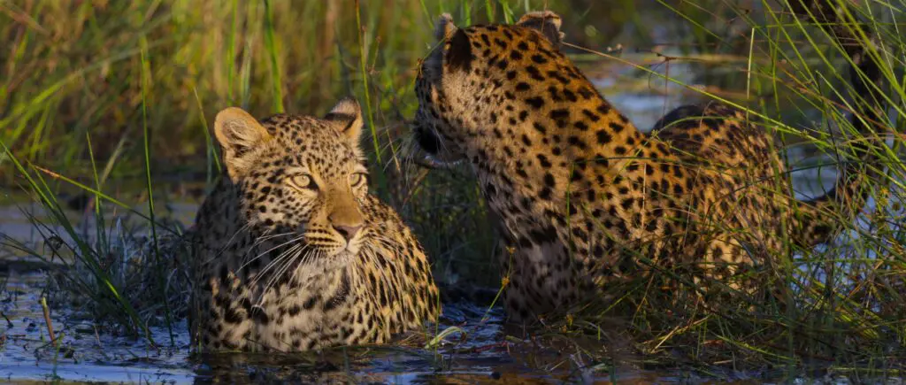 Living With Leopards Image on Netflix