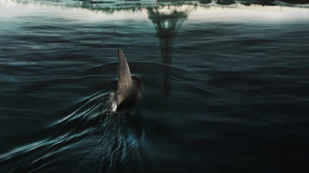Under Paris Netflix Review - The Best Shark Movie Since Jaws