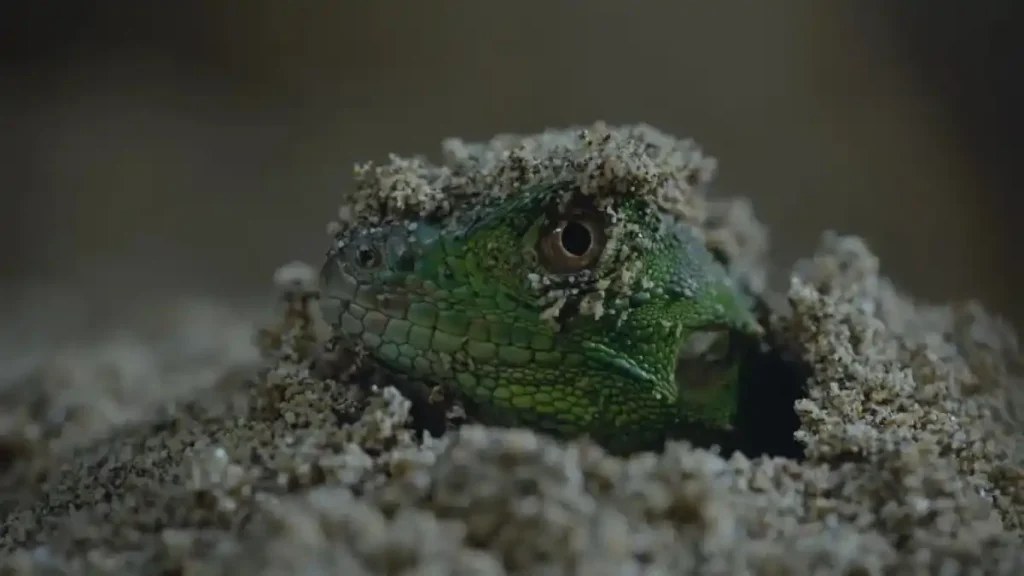 A still from Nightmares of Nature Season 2